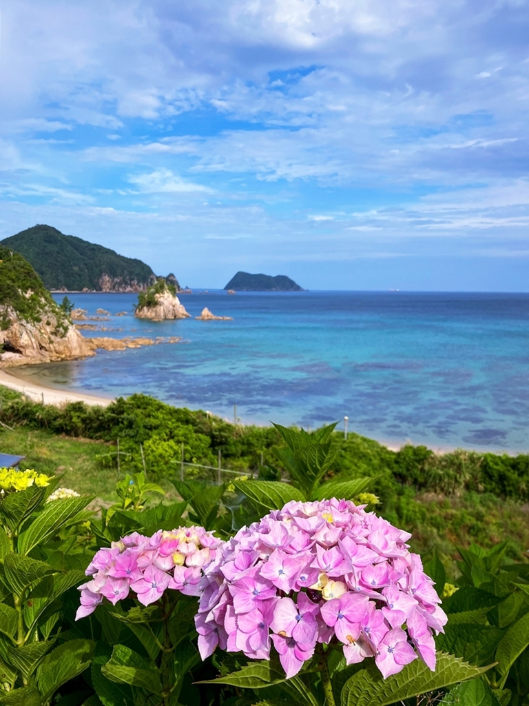 アジサイ越しの海岸