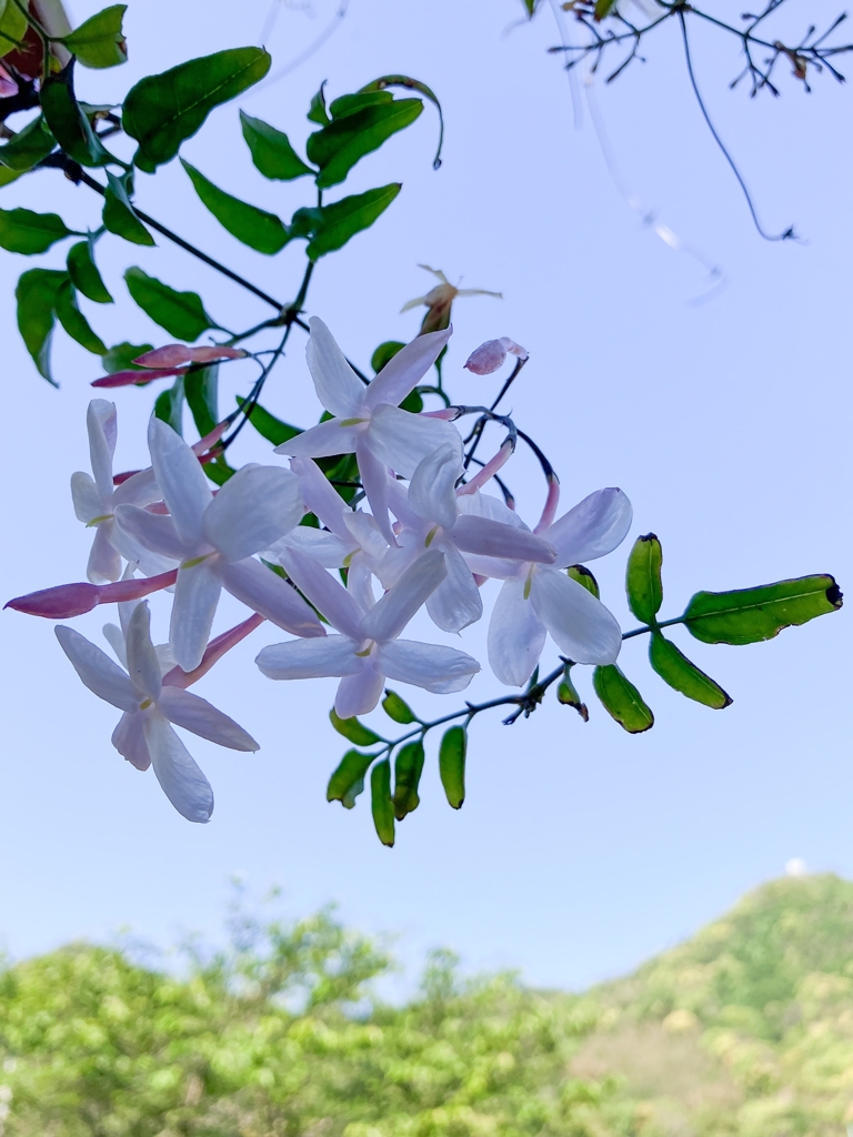 ハイキーもどき