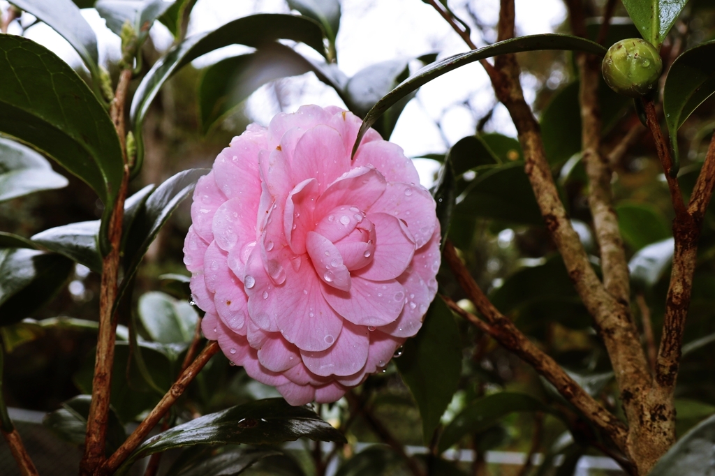 雨粒まとった乙女椿