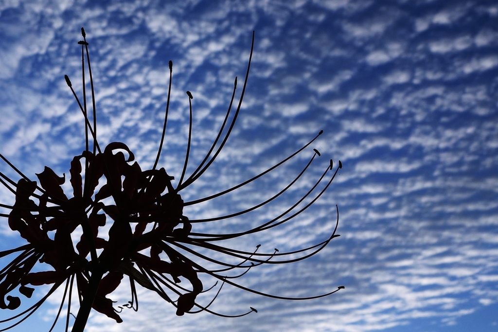 秋雲とシルエット