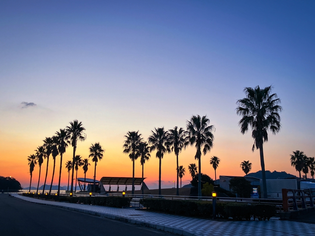 フェニックスが並ぶ夕景