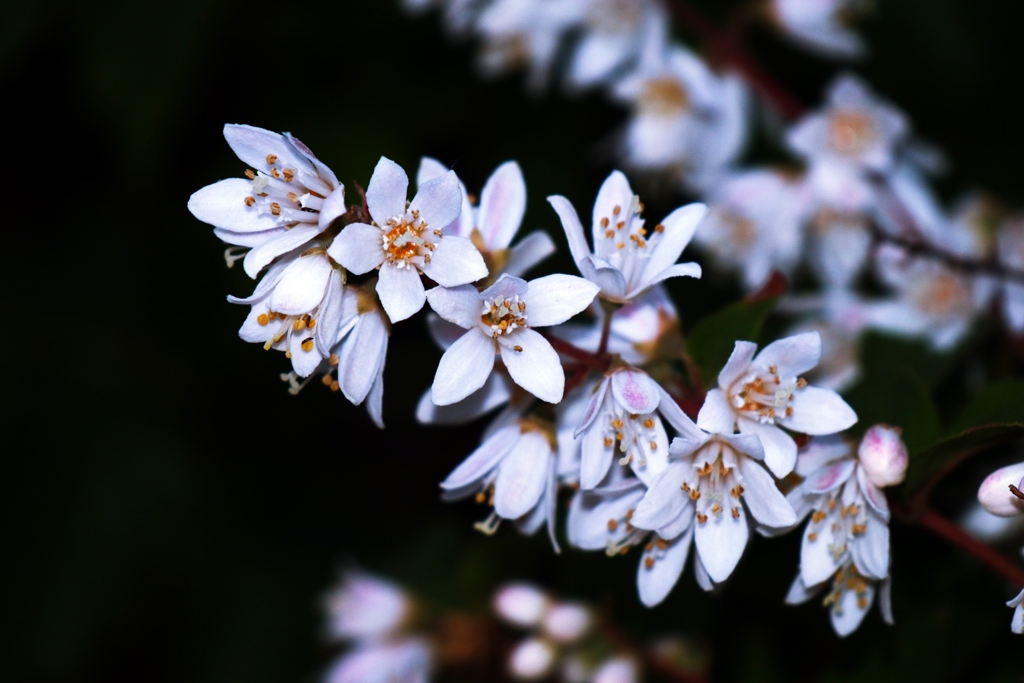 マルバウツギの花