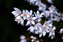 マルバウツギの花