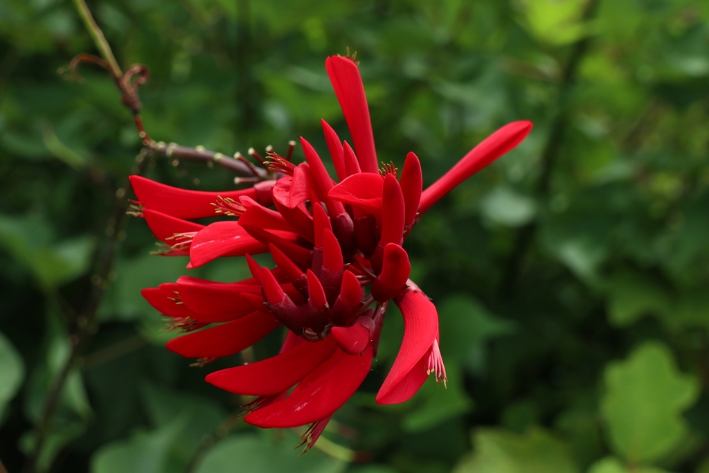 珊瑚刺桐（デイゴ属）