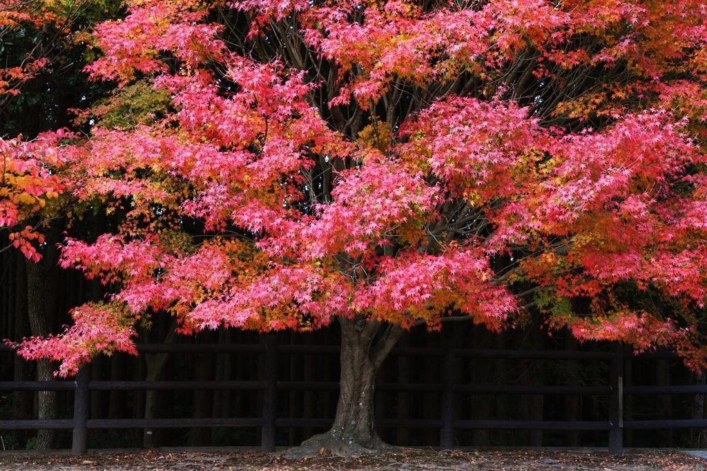 今年の撮り納めかな.3