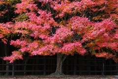 今年の撮り納めかな.3