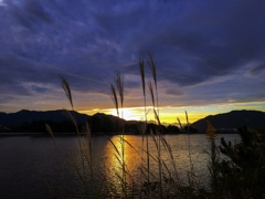 ここにも秋が。