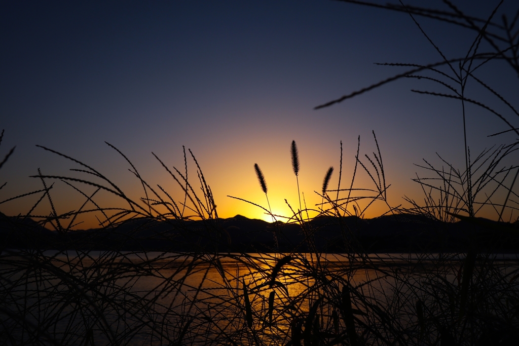 雑草越しの朝陽