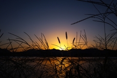 雑草越しの朝陽