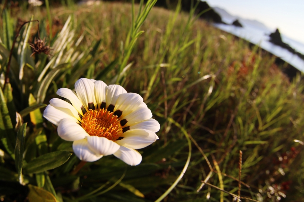 ジャノメクンショウギク（蛇の目勲章菊）
