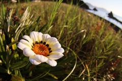 ジャノメクンショウギク（蛇の目勲章菊）