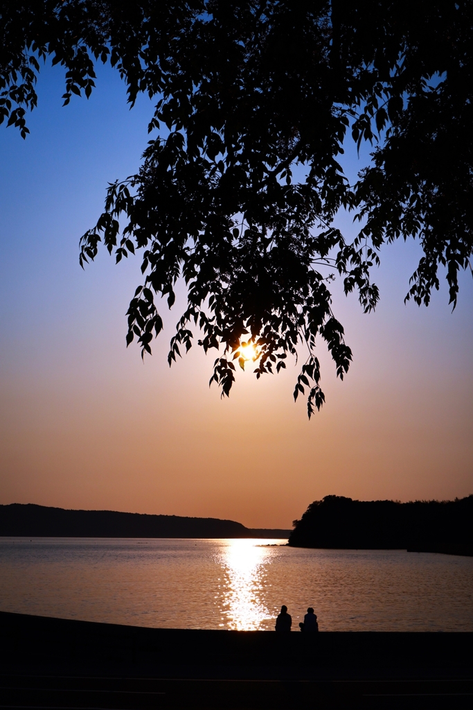 飽きもせず栴檀シルエット