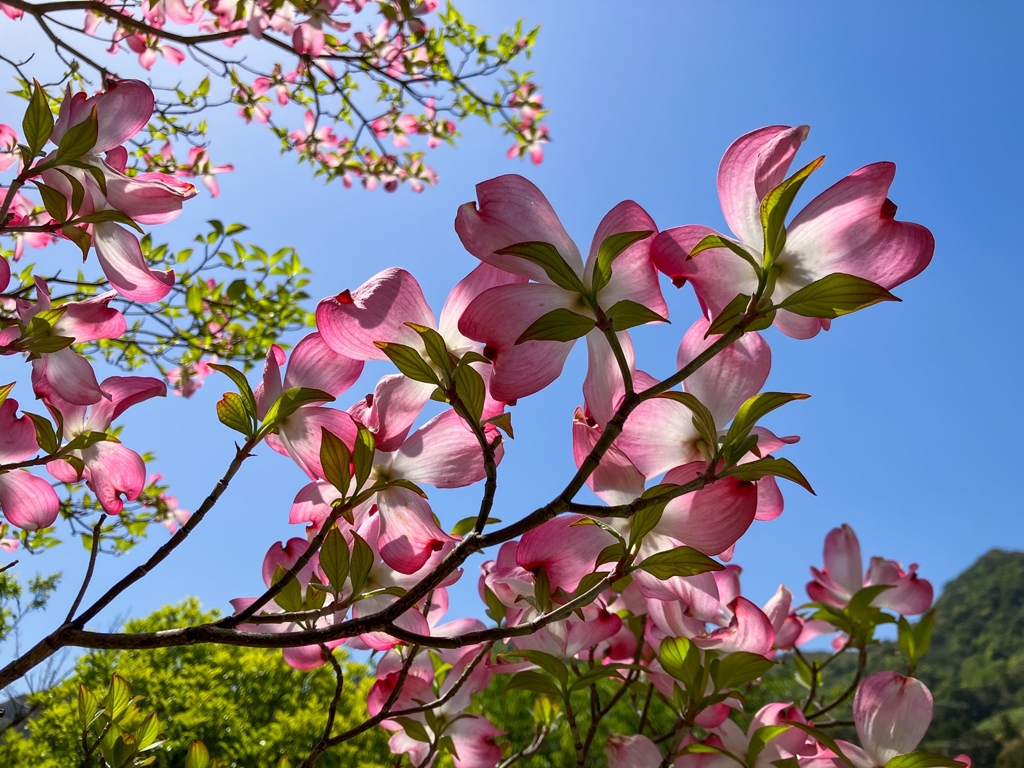 ゆく季節を惜しんで.1