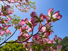 ゆく季節を惜しんで.1