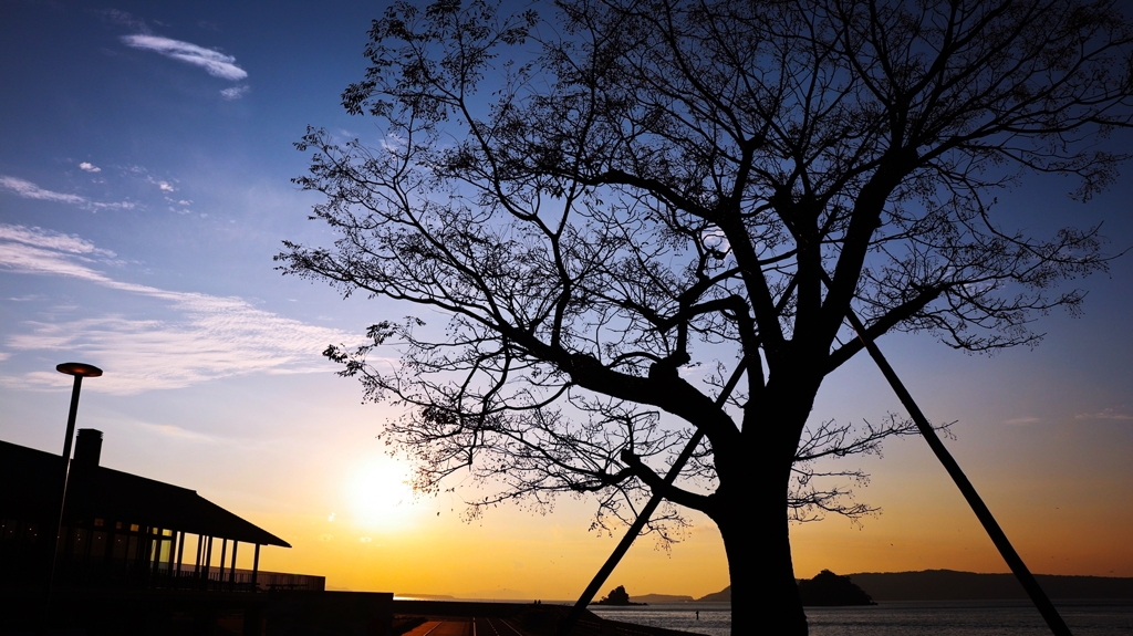 栴檀のシルエット