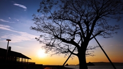 栴檀のシルエット