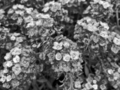Monochrome