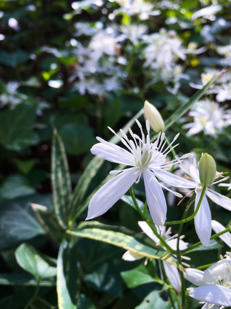 センニンソウ ver.2