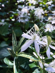 センニンソウ ver.2