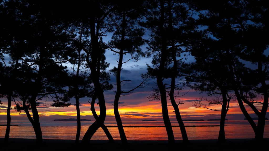 松林から見る日本海の夕焼け