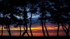 松林から見る日本海の夕焼け