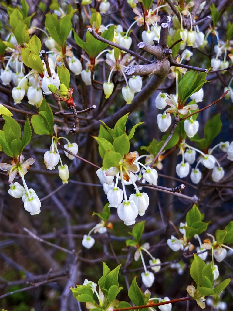 ドウダンツツジが咲きました
