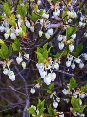 ドウダンツツジが咲きました