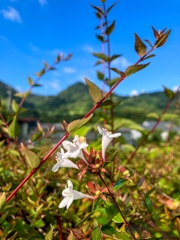 今朝の一枚