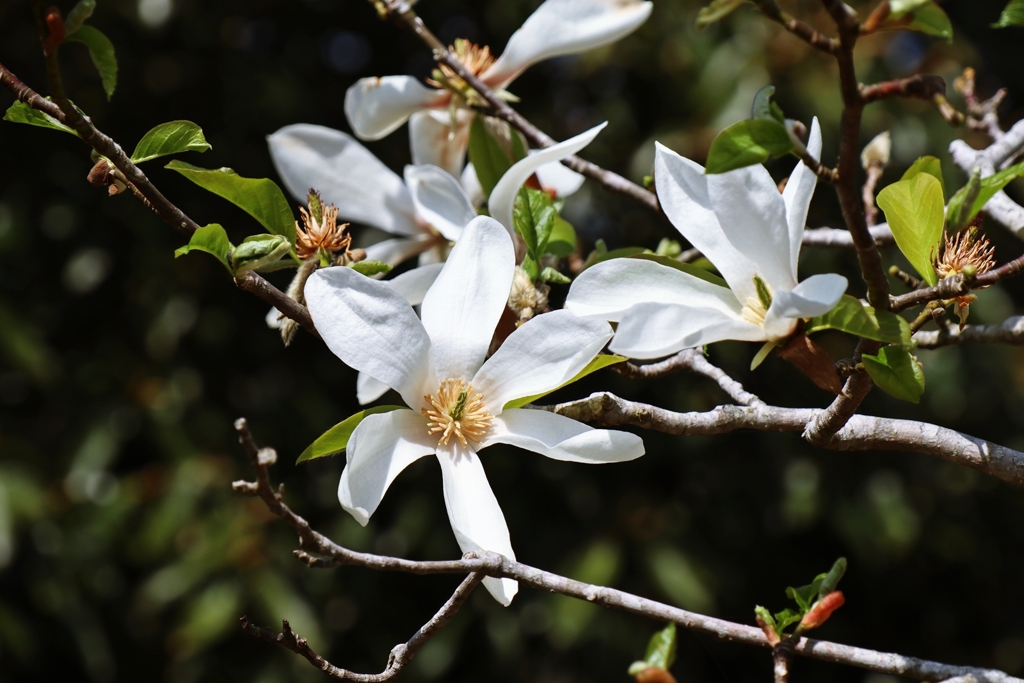 コブシの花はpeakoutです。