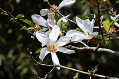 コブシの花はpeakoutです。