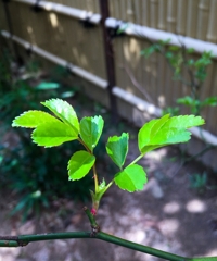 野ばらの若葉