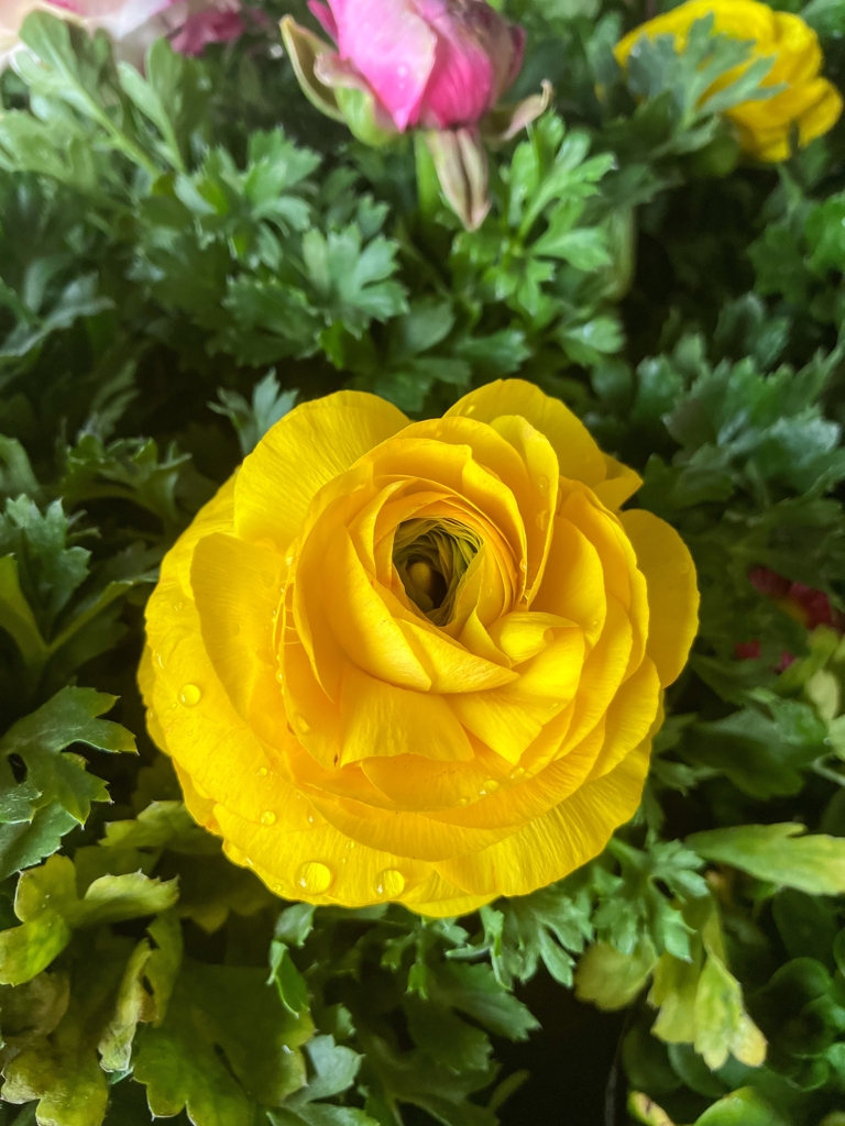 ラナンキュラス咲いた。