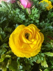 ラナンキュラス咲いた。