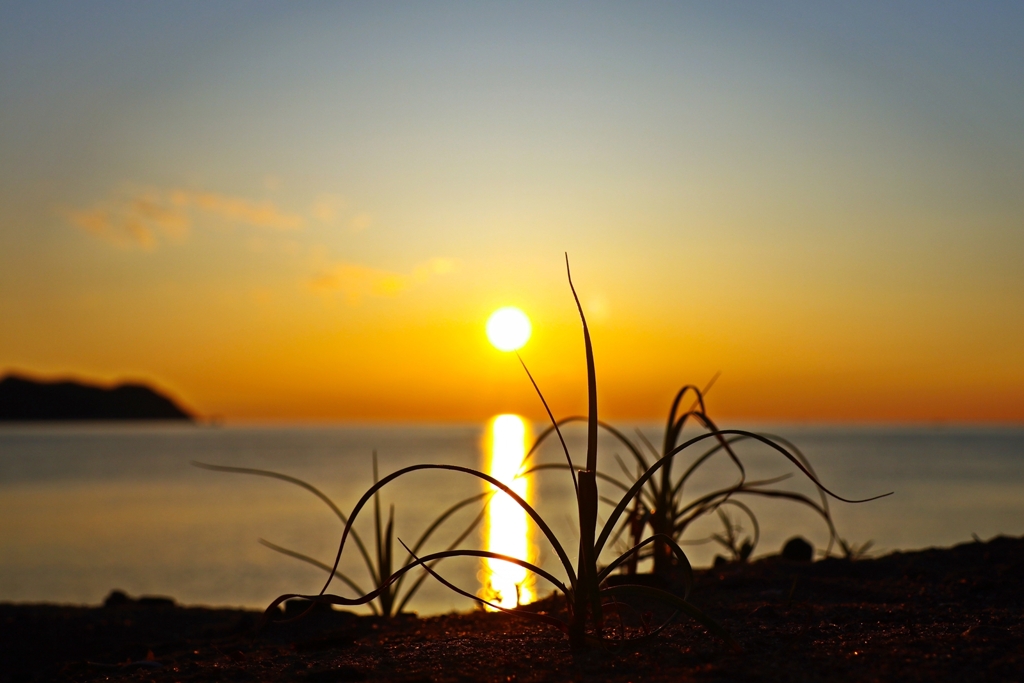 草葉の陰からこんばんは