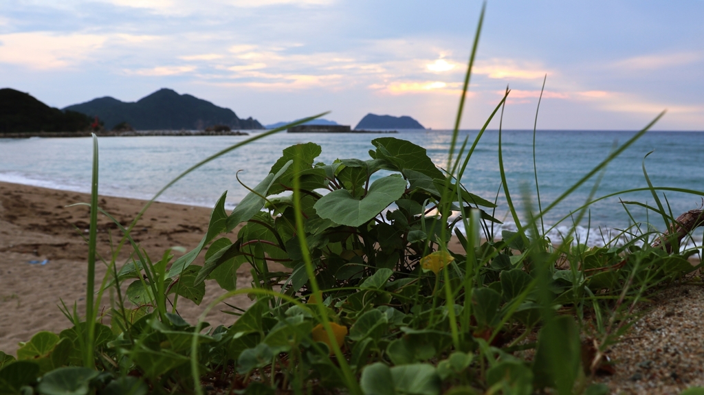 浜辺の雑草たち