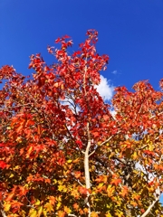 モミジバフウの紅葉