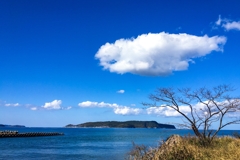裸樹のある風景