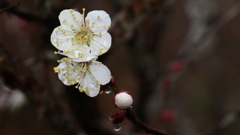 雨の日の梅林公園.2
