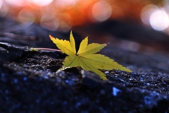 Miss the late autumn