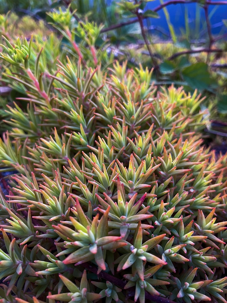 マンネングサの一種らしい