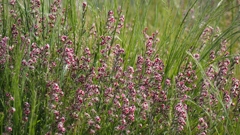 シロバナマンテナ