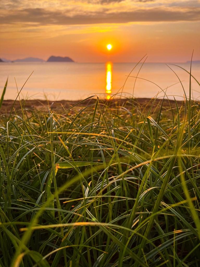 草葉の陰からこんばんは