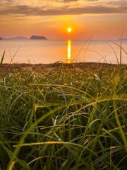 草葉の陰からこんばんは