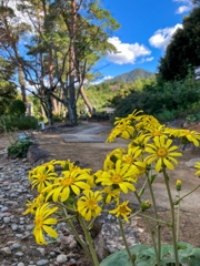 路傍のツワブキ