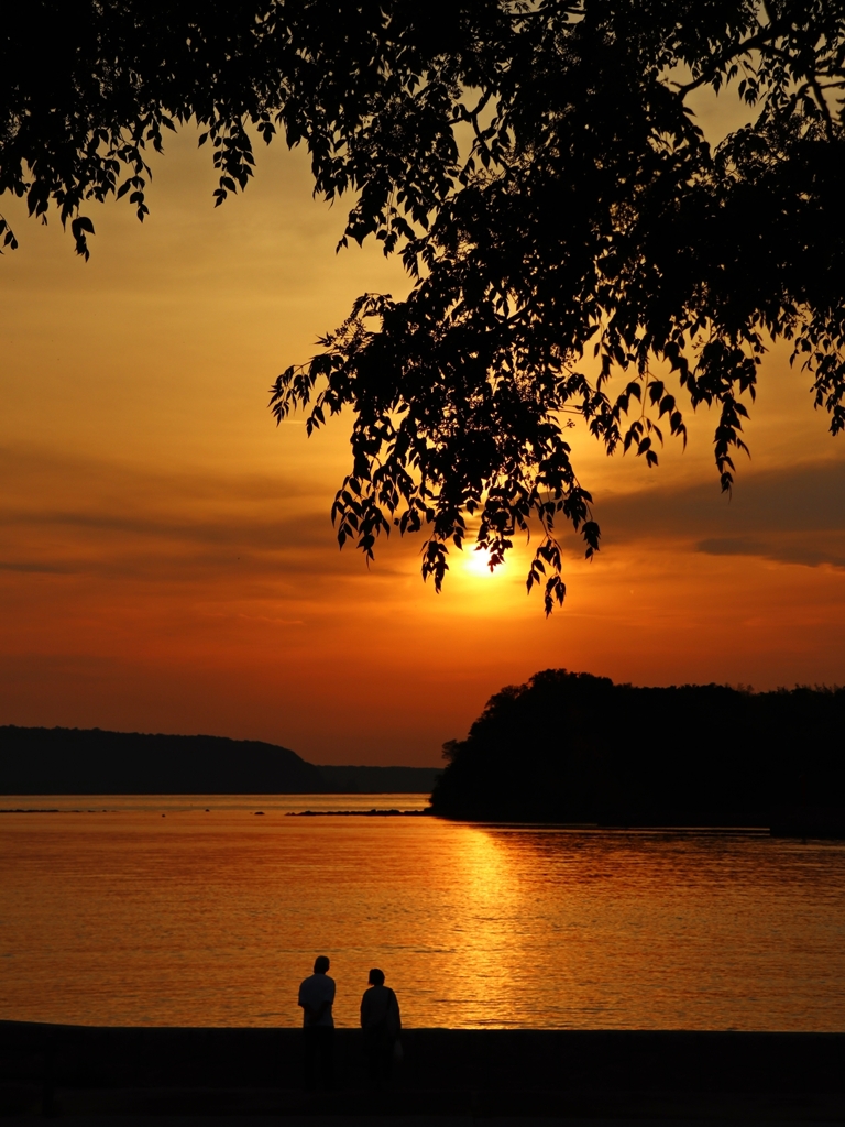 栴檀のシルエット