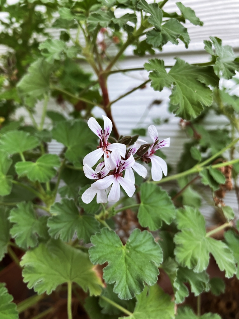 ローズゼラニウム