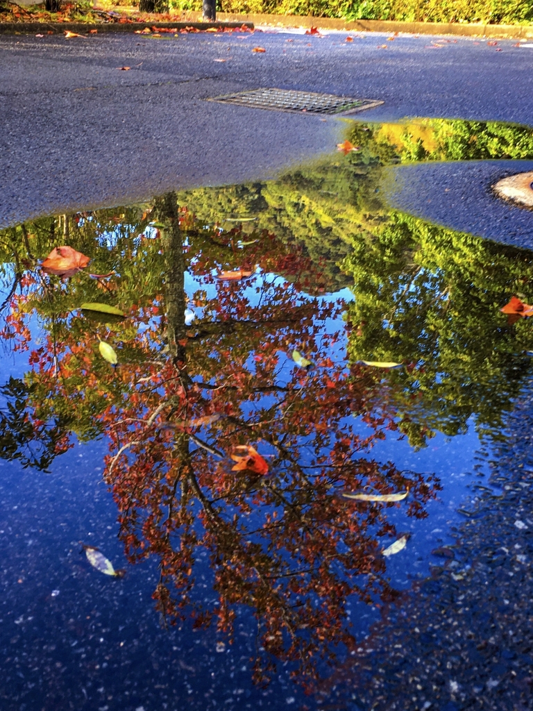 水溜りの秋