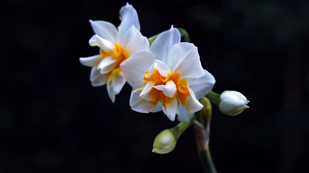 撮り納め・・・カナ。