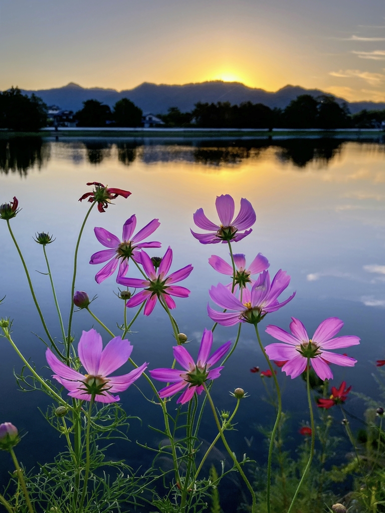土手に咲いたコスモス