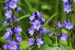 ミズアオイ別Ver.